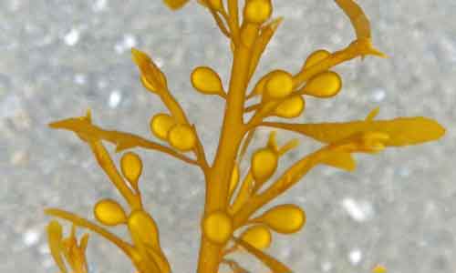 image of Sargassum