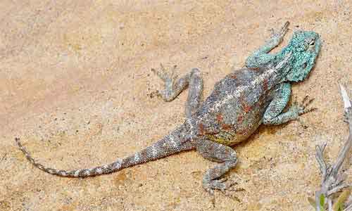 image of Southern-rock-agama