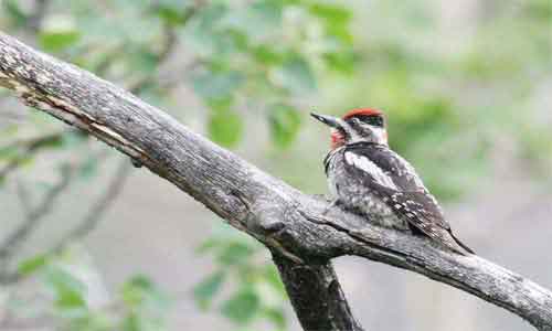 image of Sphyrapicus nuchalis