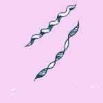 Spirillum image of Spirillum