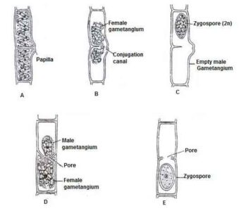 image of Stages of lateral conjugation