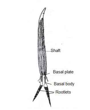 image of Structure and parts of a Flagellum
