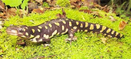 image of Tiger salamander