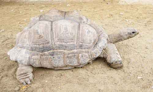 image of Tortoise, Aldabra giant tortoise (Geochelone gigantea)