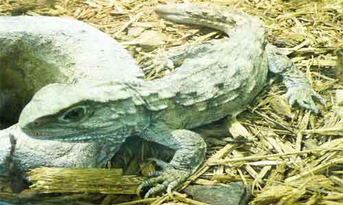 image of Tuatara-(Sphenodon punctatus)