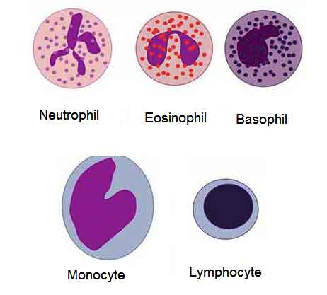 Blood: Definition, Components and Functions | Biology EduCare