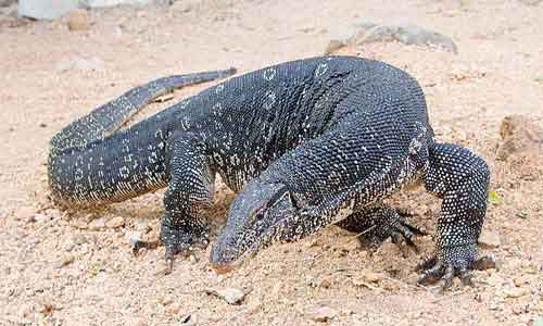 image of Water-monitor-(Varanus salvator)