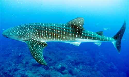 image of Whale-shark