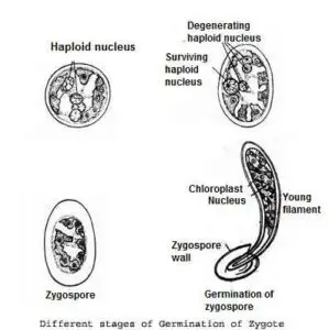 image of germination of zygote