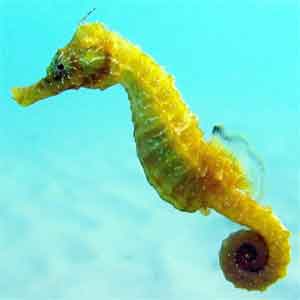 image of seahorse