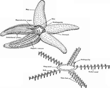 image of water vascular system in echinoderms