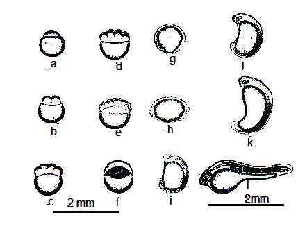 image of Embryonic development of catla catla