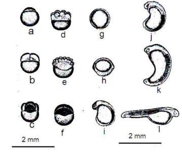 Image of In the fertilized egg, the first cleavage occurs after 45 minutes of fertilization. As a result of this division, the blastodisk is divided into two distinct bastomomers. The same situation is observed in Catla and Labeo (Figure 1). The diameter of the fully developed egg is 4.5-5.5 mm and the average diameter is 5.0 mm. After the next 8-10 minutes, 4 cells stage are seen. In the next 10-15 minutes, 8 cells are seen. About 1 and 1/2 hours after fertilization, 16 blastomeres are seen. In the early stages of fragmentation, the blastoderm holds a lens-shaped through some cells. As cell division progresses, its shape resembles that of a dome and spreads over the follicle. Within 3-4 hours, half of the yolk invasion is complete and within the next hour, the reproductive ring is spread over the entire yolk, so the inferior plug layer is obtained. In the next half an hour, the initial sightings embryos are developed.