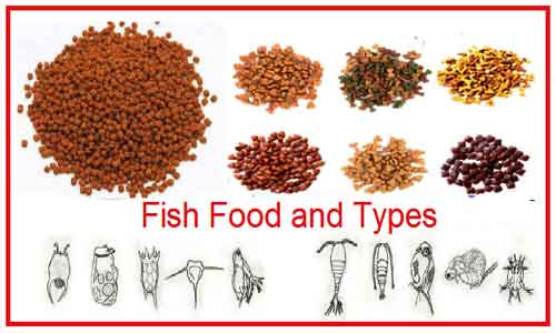 image of fish food and types