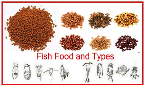 fish-food-and-types-natural-and-supplementary-food-biology-educare