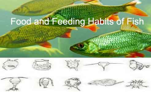 image of ood and Feeding Habits of Fish