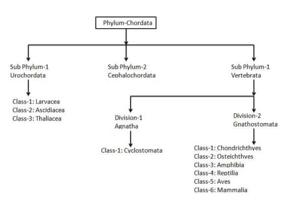 Phylum Chordata: Characteristics and Its Classification | Biology EduCare