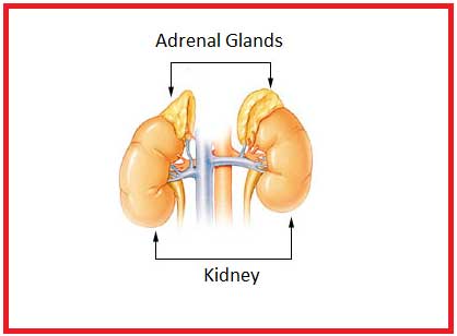 adrenal gland is located