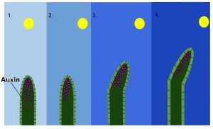 Auxin and Its Functions | Biology EduCare