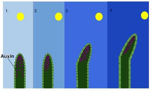 image of Auxin effect in plants