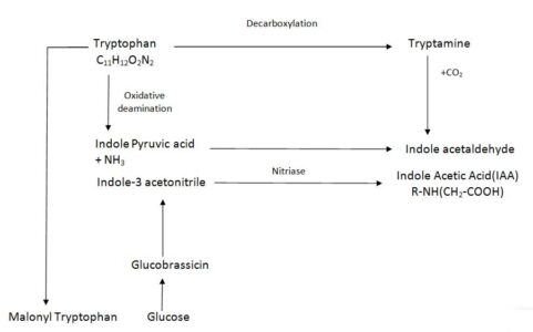 Image of Biosynthetic pathways of Auxin