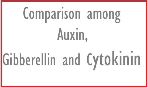 Image of Comparison among Auxin, Gibberellin and Cytokinin