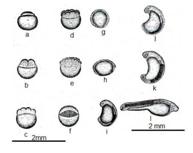 image of Embryonic development of Rui