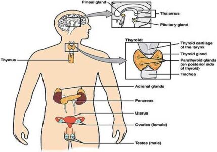 image of Endocrine glands