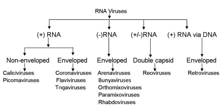 Economic Importance Of Viruses Biology Educare 