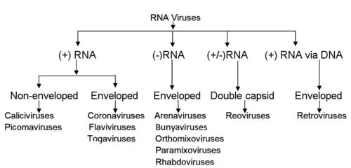 image of RNA viruses 