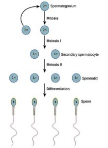 image of Spermatogenesis