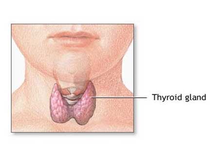 image of Thyroid gland