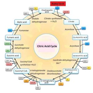 image of Citric Acid Cycle