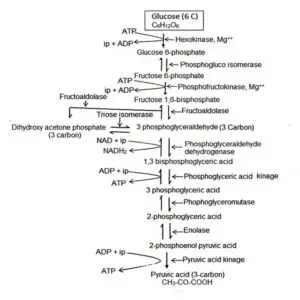 iamge of Steps of Glycolysis