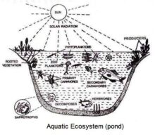 Aquatic Ecosystem : Types and Components | Biology EduCare