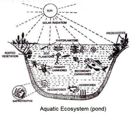 Aquatic Ecosystem Diagram