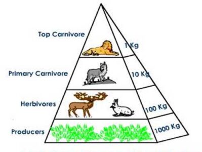 Grassland Ecosystem Pyramid