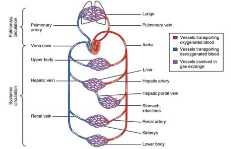 image of Blood circulation