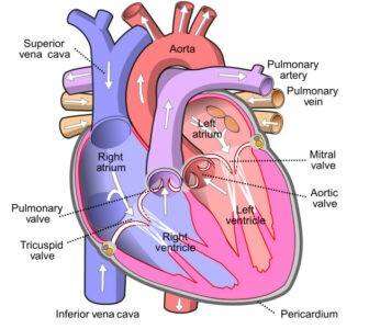 image of Diagram of the heart