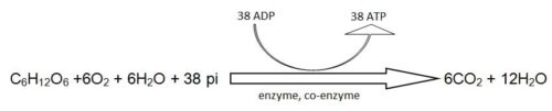 image of Equation of Respiration