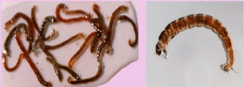 image of Chironomid larvae