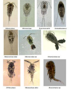 image of  some plankton (copepods)