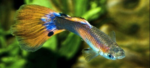Guppy Fish (Poecilia reticulata)