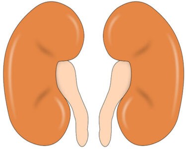image of Human Kidney