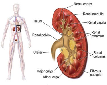 Internal structure of Kidney Image of https://www.needpix.com/photo/89003/kidney-anatomy-human-man-organ