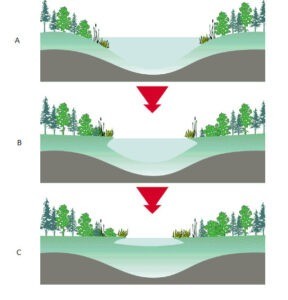 image of Lake succession