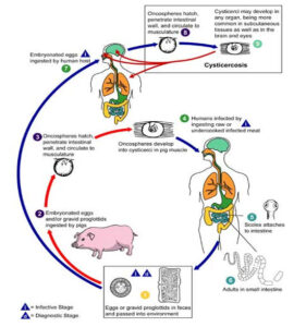 image of Life cycle, Taenia solium