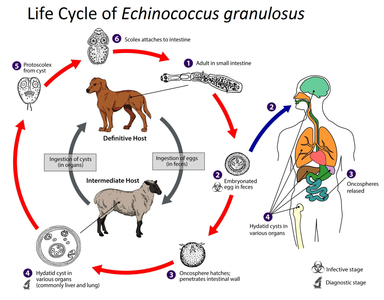 echinococcus-granulosus-morphology-life-cycle-and-pathogenesis-biology-educare