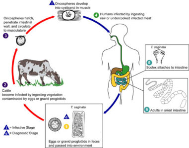 image of Life cycle of Taenia saginata