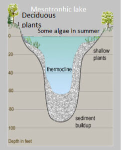 Mesotrophic Lake